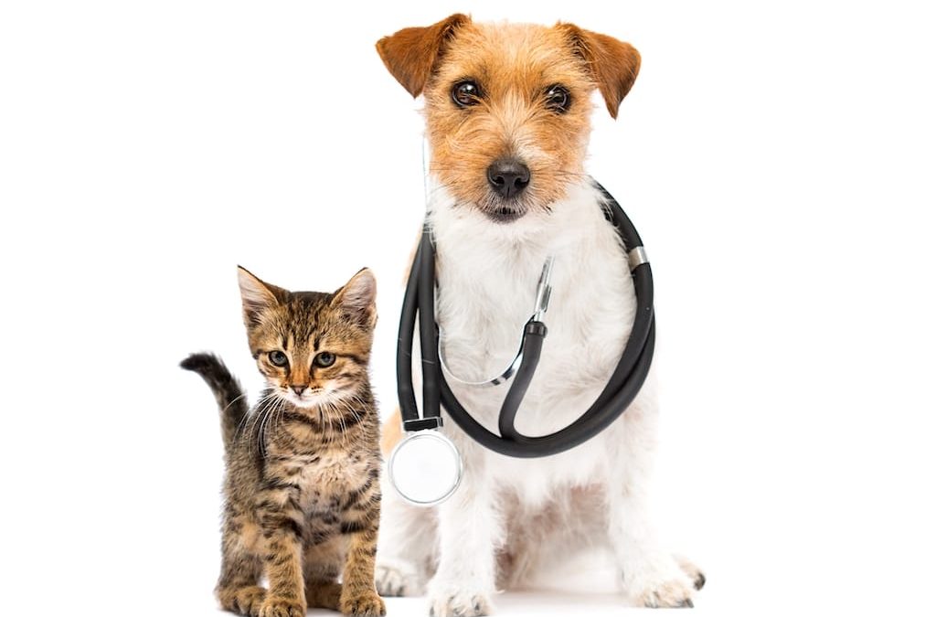 Hire Veterinarians