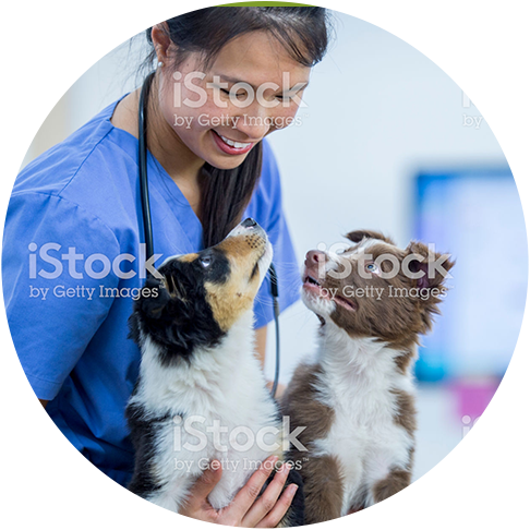 Best Veterinarian Jobs