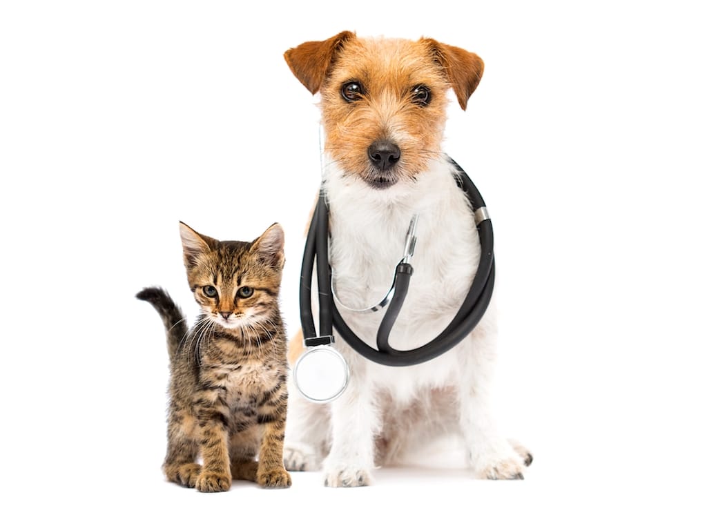 Veterinary Job Board Why Us Pets