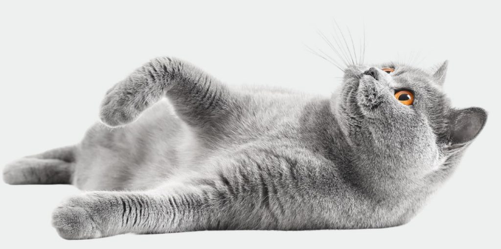 Vetevate Playing Cat