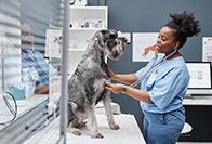 ​​Recruit Veterinarians | best nation wide vet tech connect program
